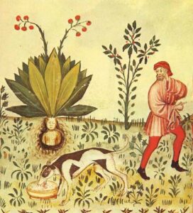 Medieval botanical illustration of a man walking away as a dog drinks from a bowl near a large flowering plant that has a human-faced mandrake-type root. 